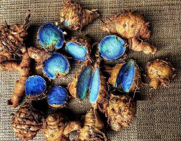 Black Turmeric Rhizome