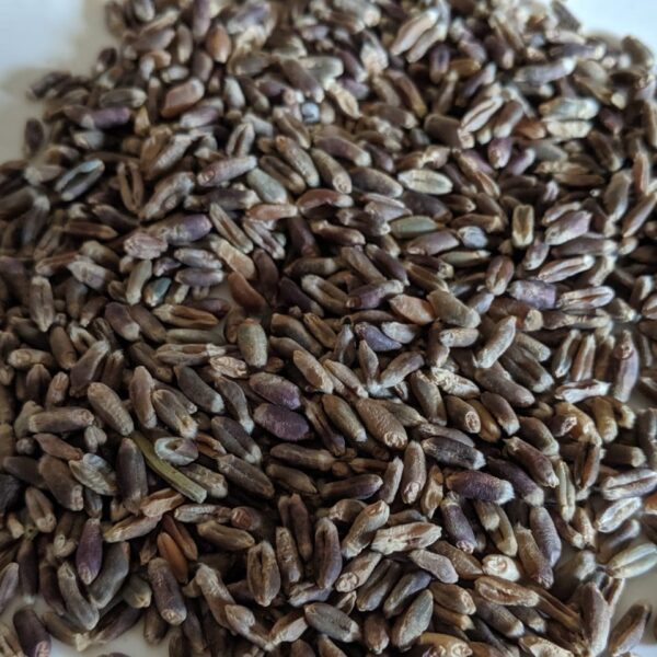 Black Wheat Seeds